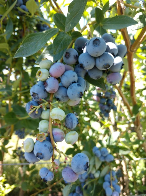 IMG_20190624_120723680