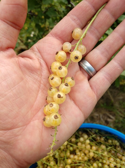 IMG_20190626_100404346