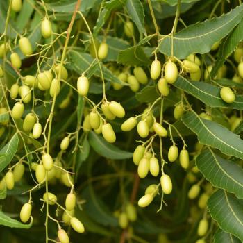 Neem Seed