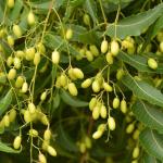 Neem Seed