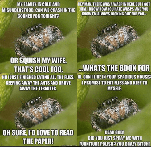 spiders