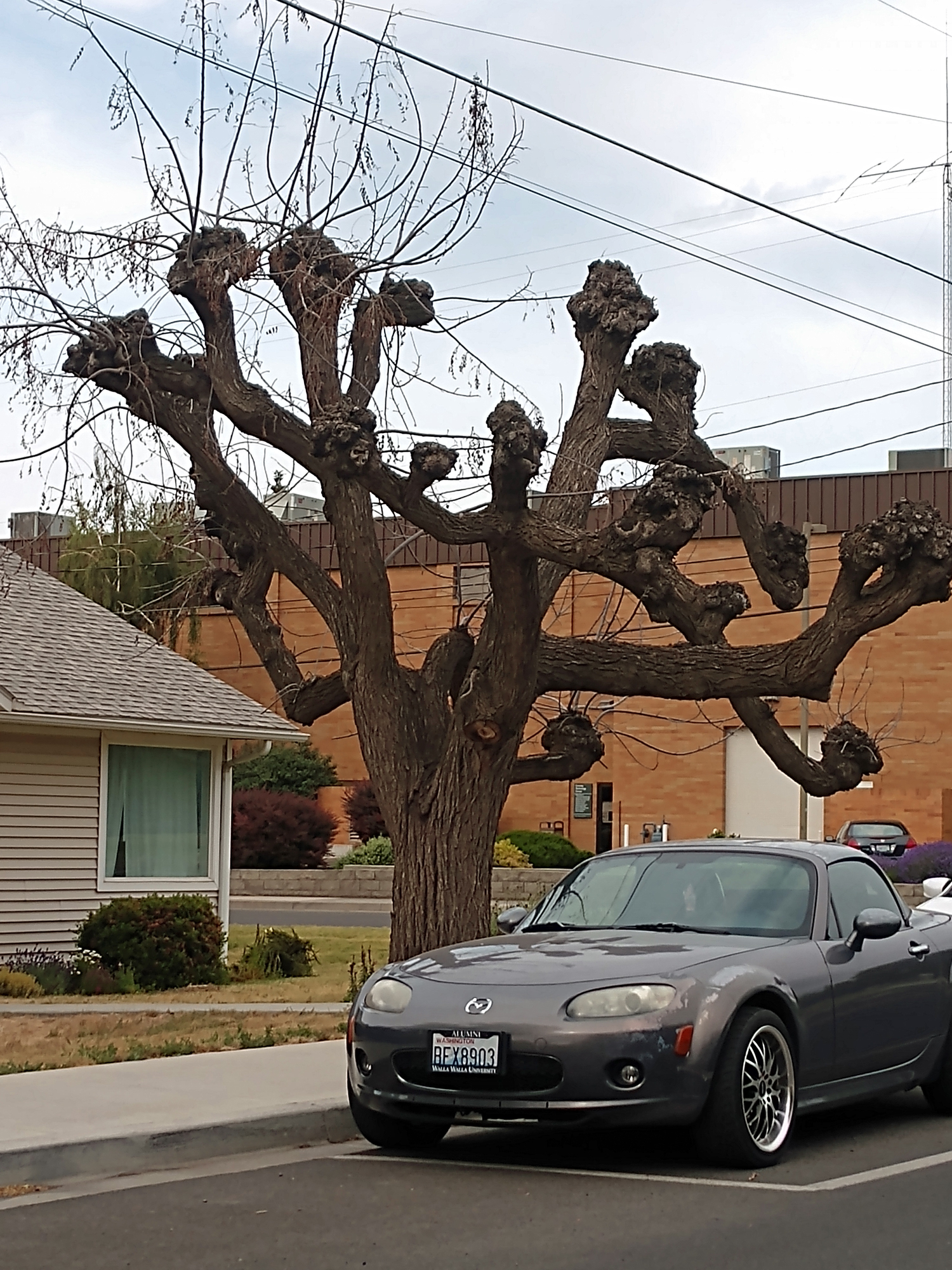 Why Topping Trees is an Abomination | Miles Away Farm Blog