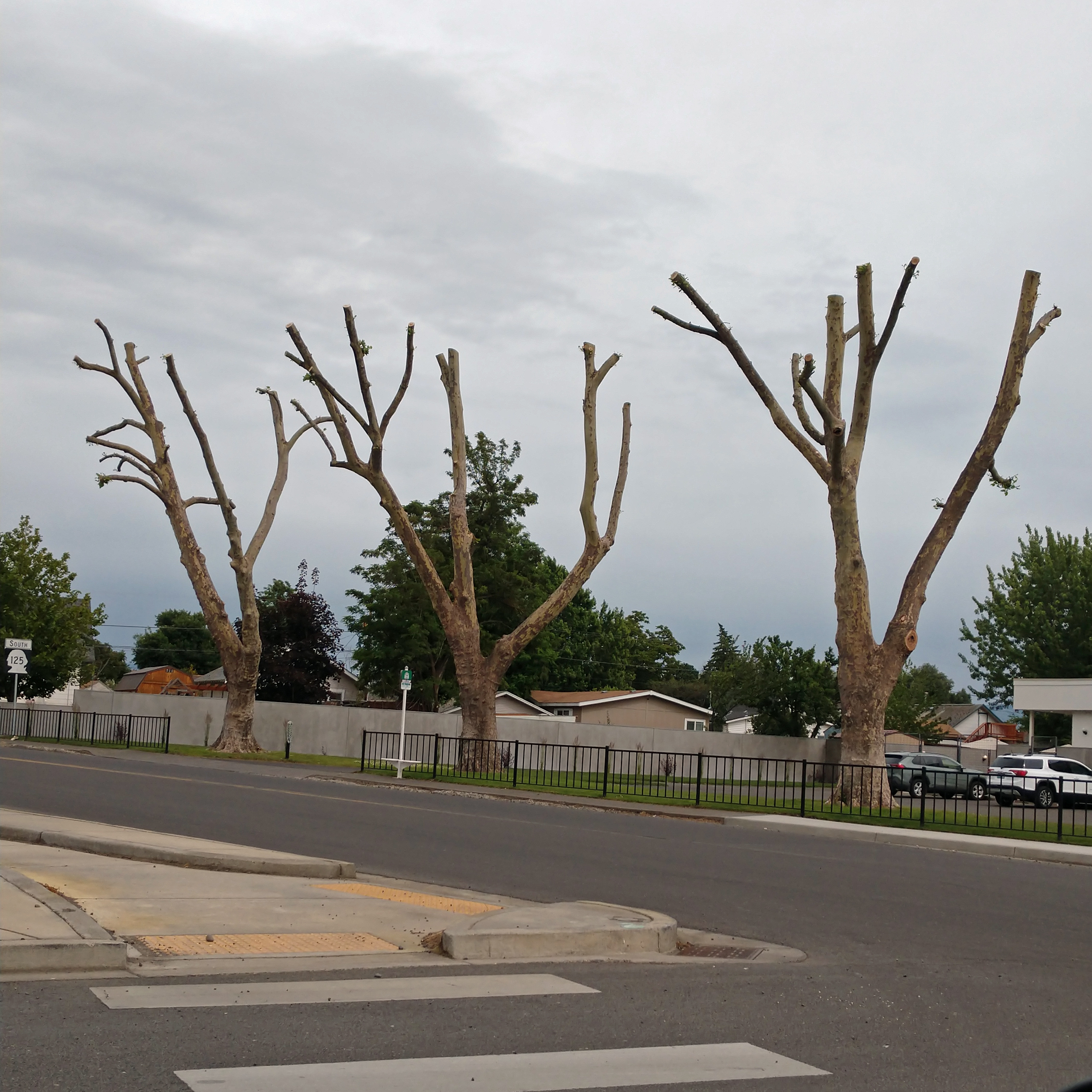 トップス BECOME TREE Why Topping Trees is an Abomination | Miles Away Farm Blog