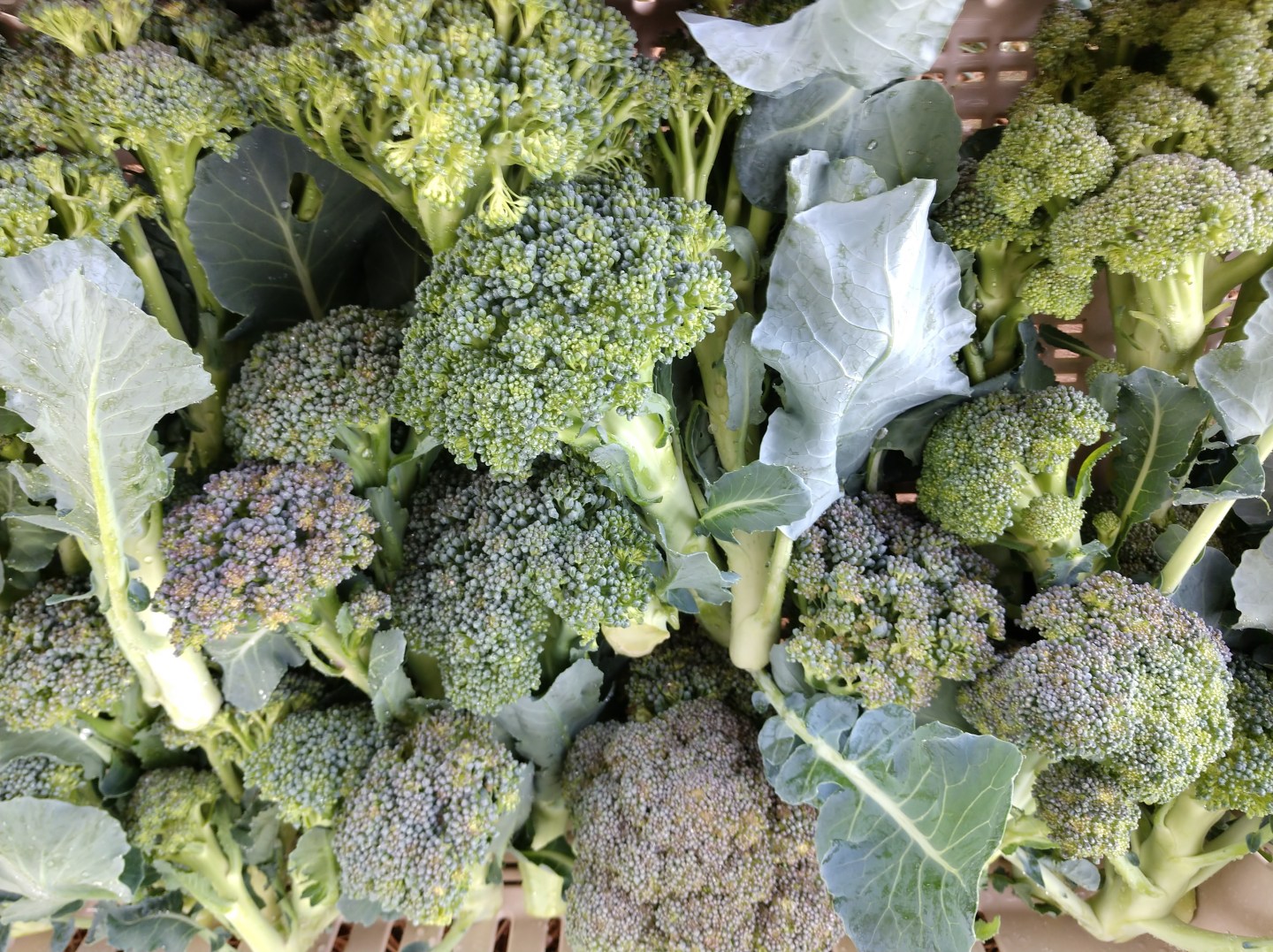 Double Row Broccoli Tips on Growing Broccoli | Miles Away Farm Blog
