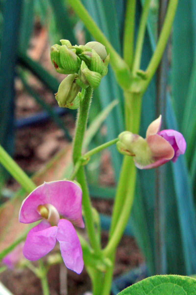 plants are purple serum stiftung warentest Pro-Aging Super Serum main image 0